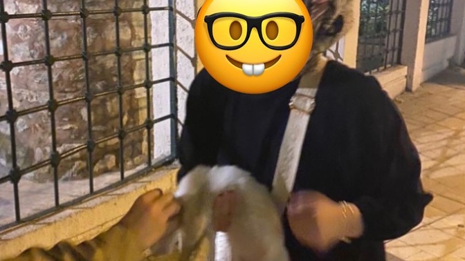 En sevdiğiniz hayvan (insan olmayanlardan)?