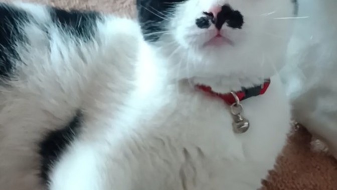 Kedişlerin Hitler bıyığı olur mu?
