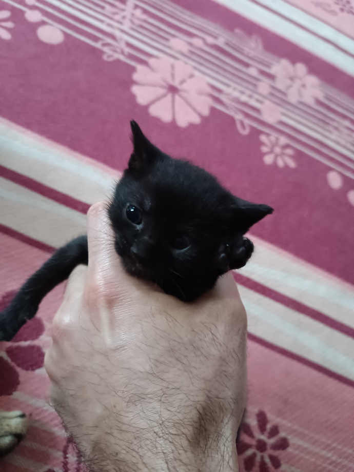 Sokak kedim 4 minik mucize dünyaya getirdi! İsimleri konusunda yardımcı olur musunuz? Resimlerine bakıp isim önerir misiniz?