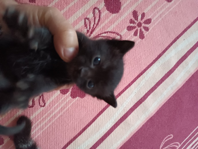Sokak kedim 4 minik mucize dünyaya getirdi! İsimleri konusunda yardımcı olur musunuz? Resimlerine bakıp isim önerir misiniz?