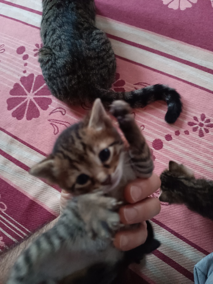 Sokak kedim 4 minik mucize dünyaya getirdi! İsimleri konusunda yardımcı olur musunuz? Resimlerine bakıp isim önerir misiniz?