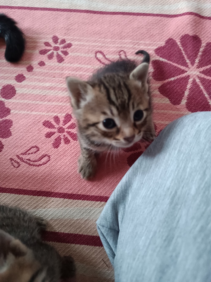 Sokak kedim 4 minik mucize dünyaya getirdi! İsimleri konusunda yardımcı olur musunuz? Resimlerine bakıp isim önerir misiniz?