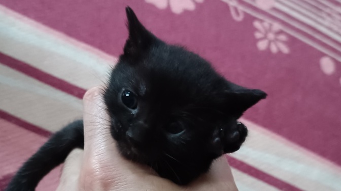 Sokak kedim 4 minik mucize dünyaya getirdi! İsimleri konusunda yardımcı olur musunuz? Resimlerine bakıp isim önerir misiniz?