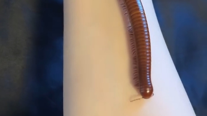 Böcekleri sever misiniz?