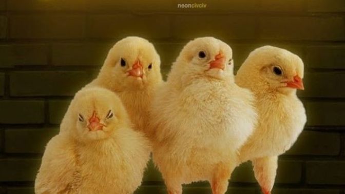Karşı cinsle mi daha kolay arkadaş oluyorsunuz yoksa hemcinsinizle mi?
