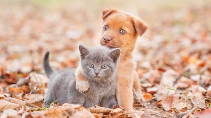 Kedi insanı mısın, köpek insanı mı?