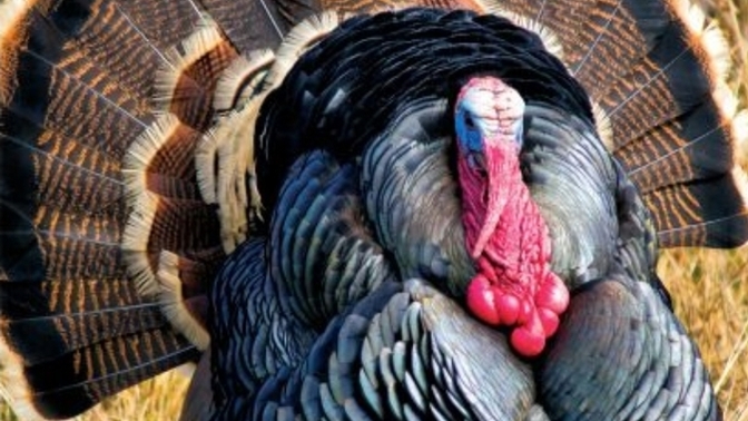 İnsanlardaki gösteriş merakının sebebi nedir?