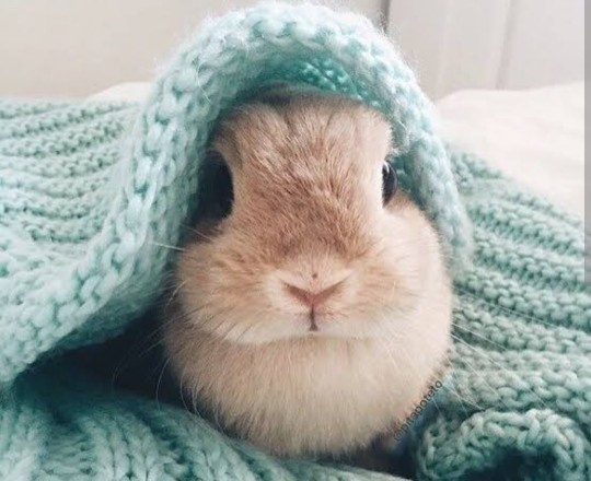 Her sihirbazın bir tavşanı🐰 var mıdır?