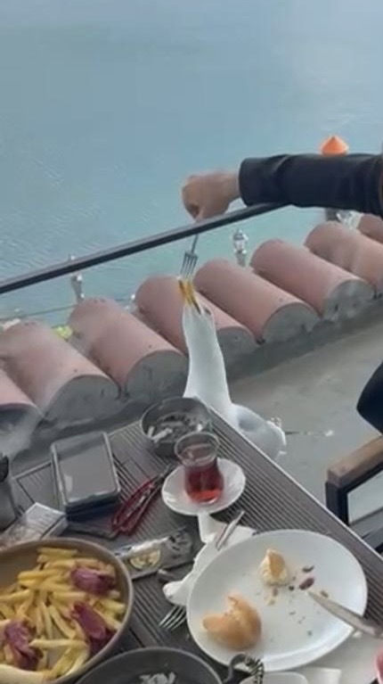 Söylenmedi hiç, sana layık düşler benden önce.. 🫠