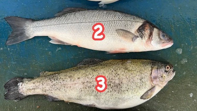 1. Çupra 2. Levrek 3. Alabalık 4. Palamut senin tercihin kaç numara?