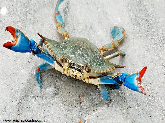 Yengeç erkekleri nasıl?