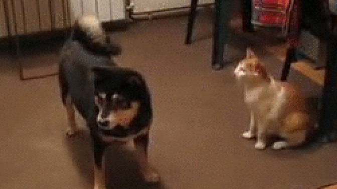 Ailenizde kedi köpek gibi didişmenize rağmen iyi anlaştınız birileri var mı?