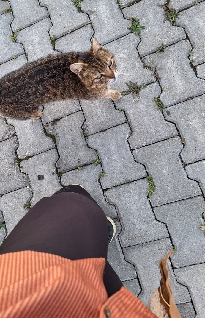 Yol arkadaşınız var mı?