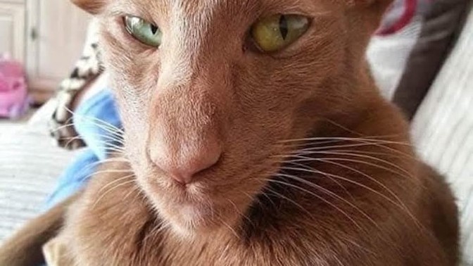 Kedime isim arıyorum, sizce ismi ne olsun?