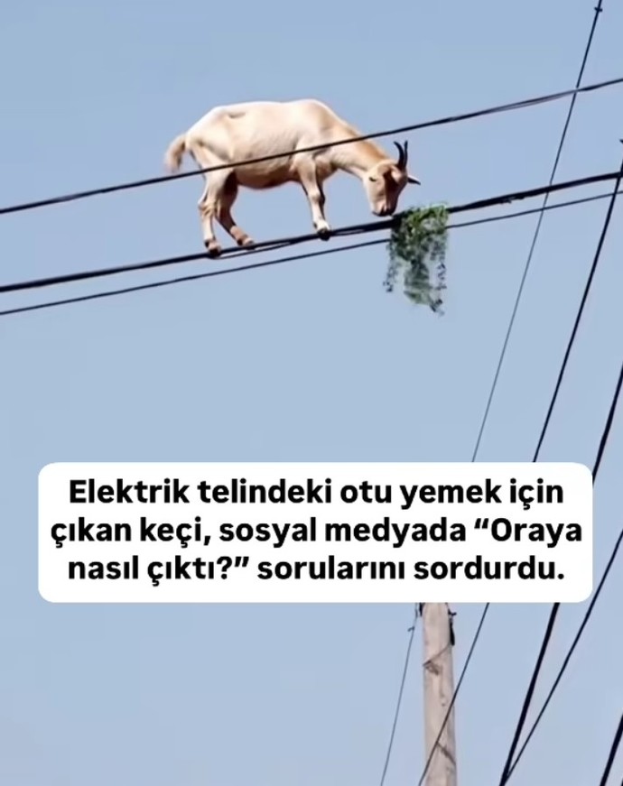 Keçidir ne yapsa yeridir ☄️