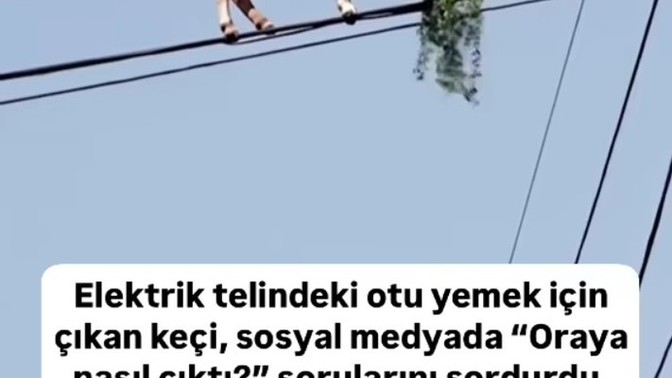 Karakter vb. özeliklerinizden dolayı hangi hayvan benzerinizdir (aşağıdakilerden veya diğer)?
