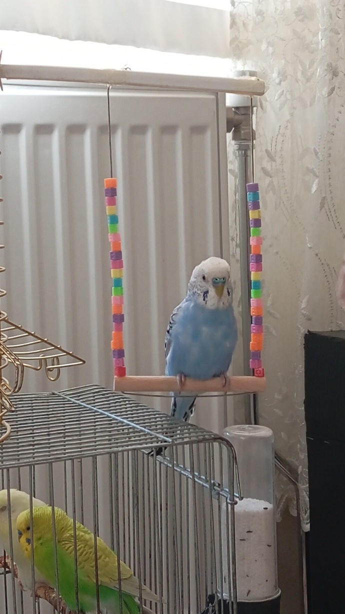 🐦Oğluma Kız Arıyorum🐦 nsjjdjbdd?