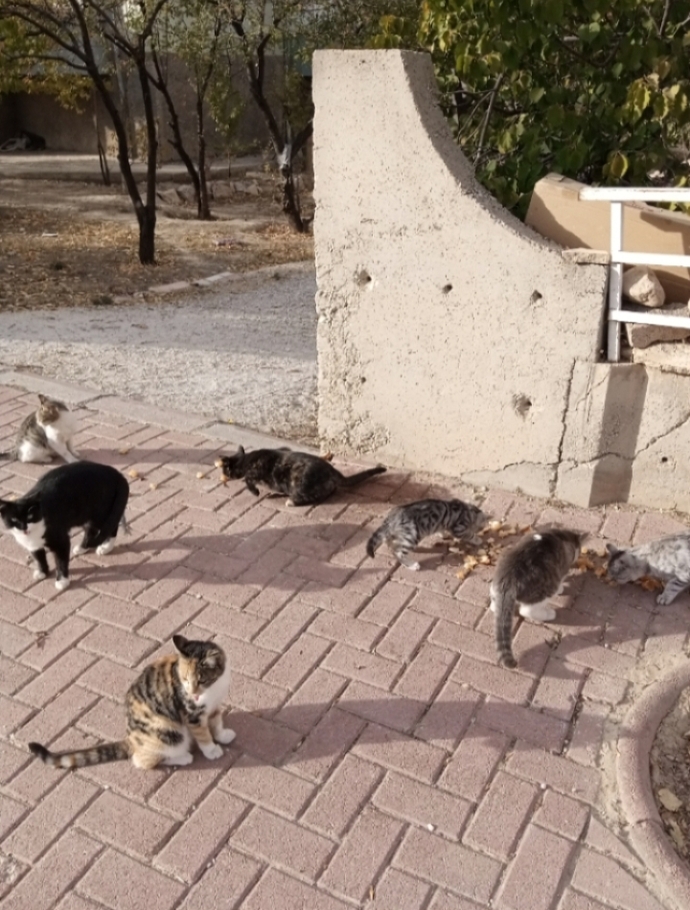 Siz de kedilere mama verirken benim gibi heyecanlanıyormusunuz?