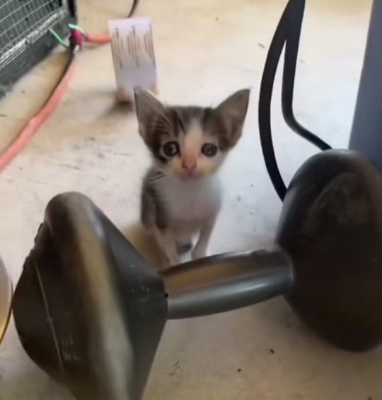 Sokakta kedi köpek görünce dayanamayan kim var?