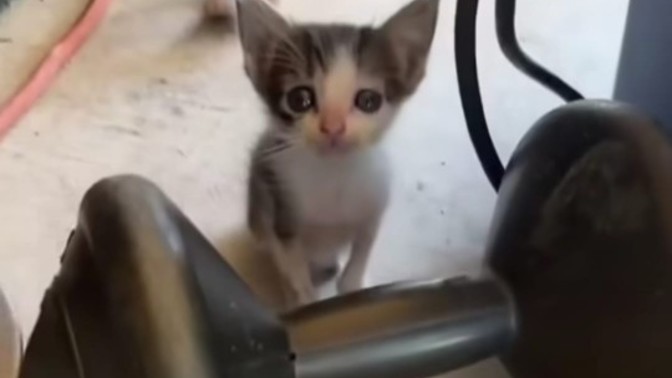 Sokakta kedi köpek görünce dayanamayan kim var?