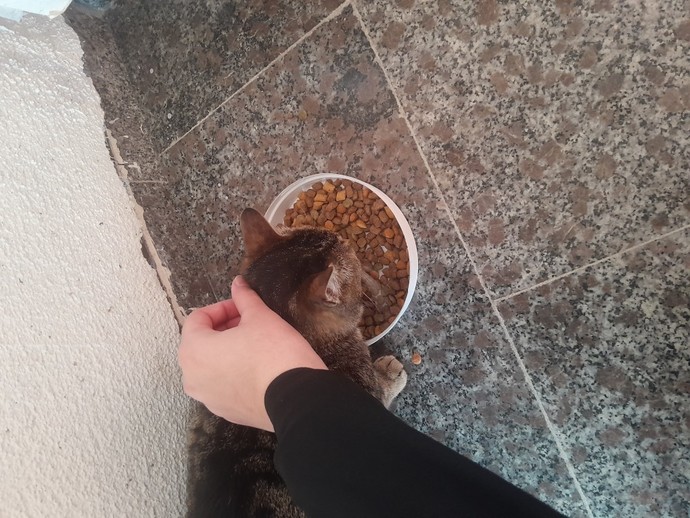 Kedilere mama verirken severmisiniz yoksa rahat bırakayım sıkmayayım mı dersiniz?