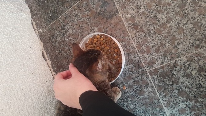 Kedilere mama verirken severmisiniz yoksa rahat bırakayım sıkmayayım mı dersiniz?