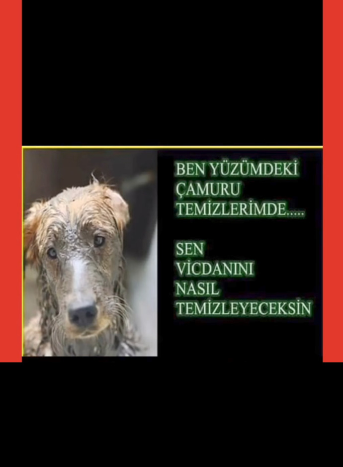 Hayvan katliamları bitmek bilmiyor aramızda caniler kol geziyor çıkan yasadan memnun olan var mı?