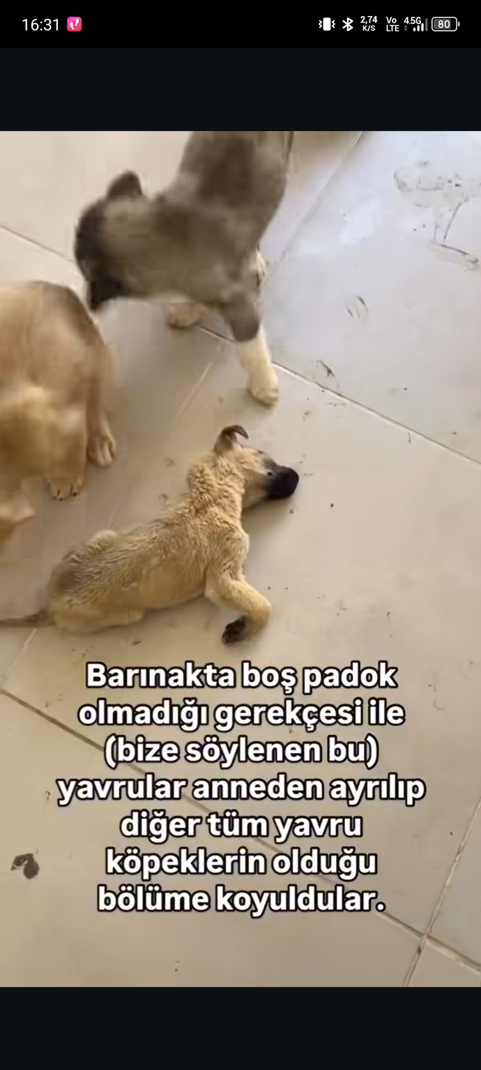 Hayvan katliamları bitmek bilmiyor aramızda caniler kol geziyor çıkan yasadan memnun olan var mı?