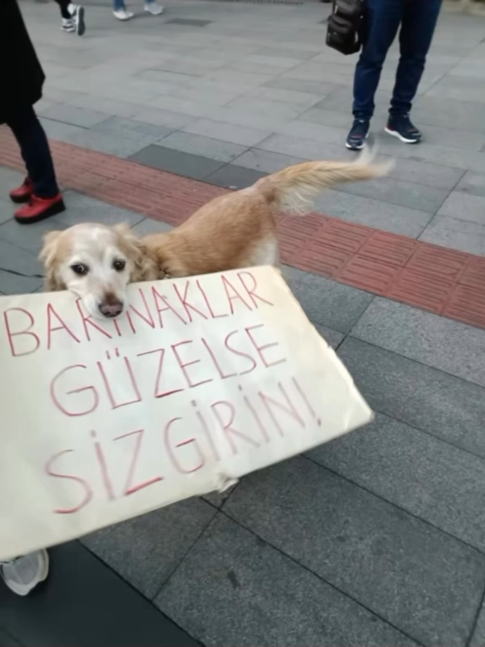 Hayvan katliamları bitmek bilmiyor aramızda caniler kol geziyor çıkan yasadan memnun olan var mı?