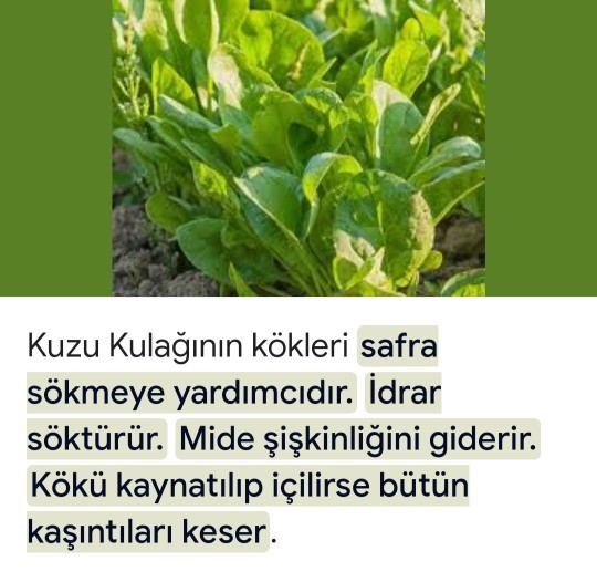Köküne kadar yerim dediğiniz şey var mı?