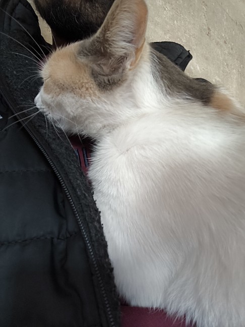 Bazı kediler neden çok sıcak davranır?