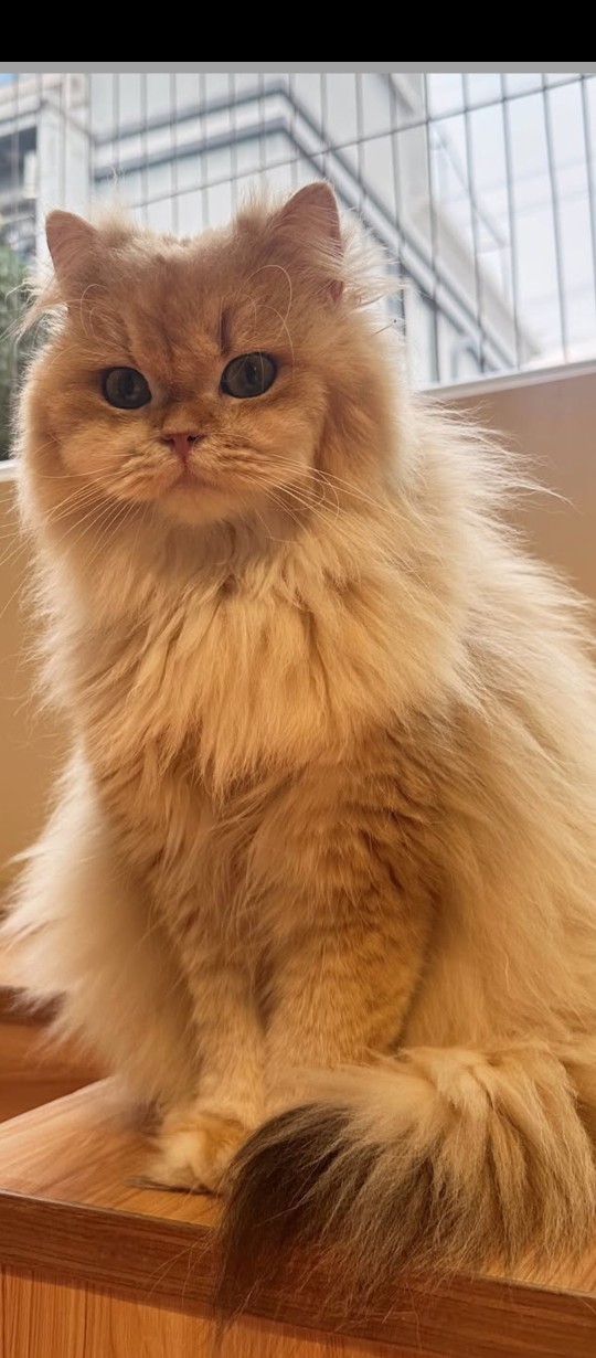Adınıza özel bir kedi evi yaptırılsa ne hissederdiniz?