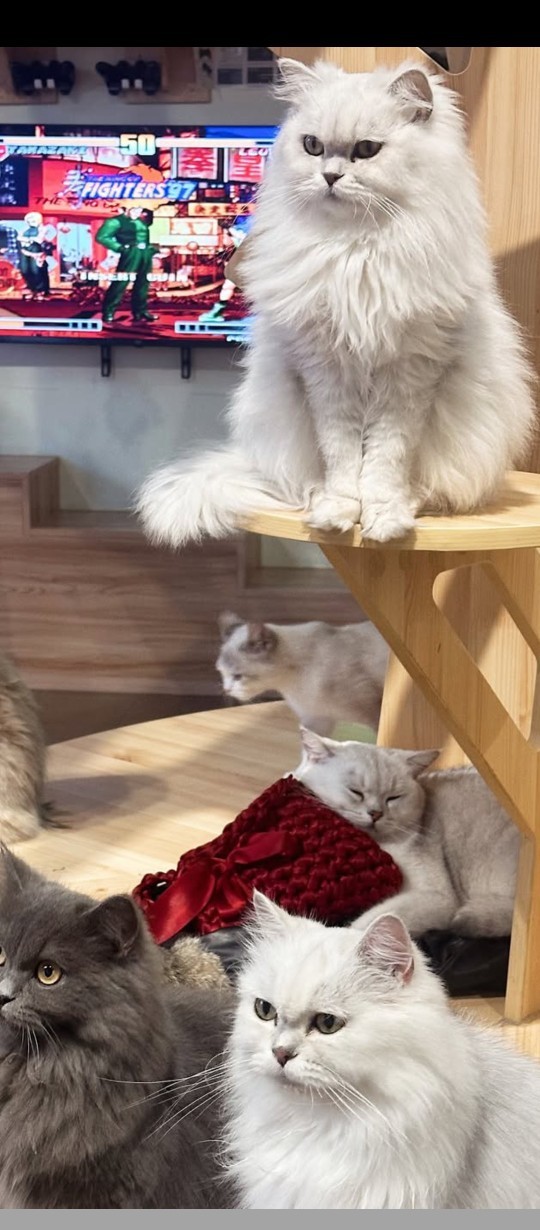 Adınıza özel bir kedi evi yaptırılsa ne hissederdiniz?