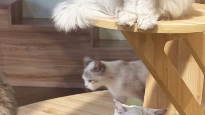 Adınıza özel bir kedi evi yaptırılsa ne hissederdiniz?