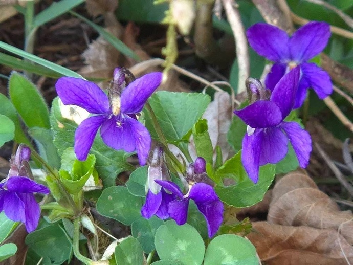 Bahar geldi. Gözünüzün aradığı ilk çiçek hangisi?