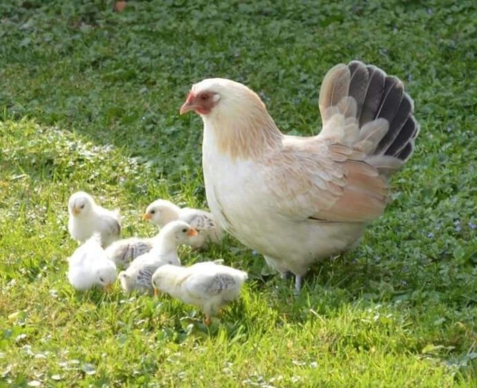 🐣🐤🐥