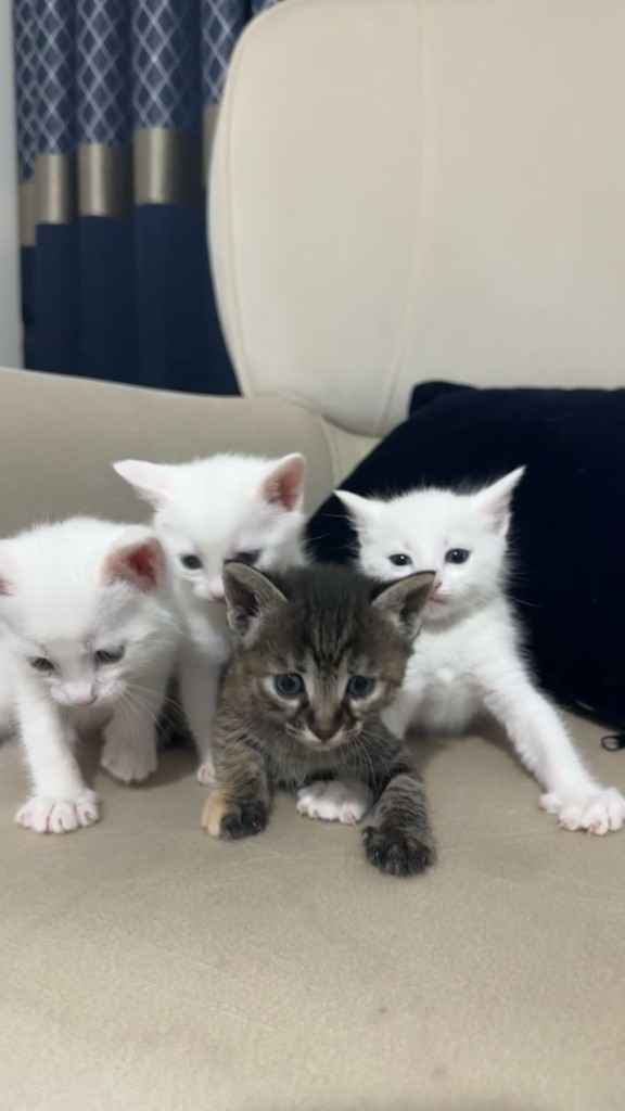 Küçük eve kedi almak kediye kötülük mü olur?