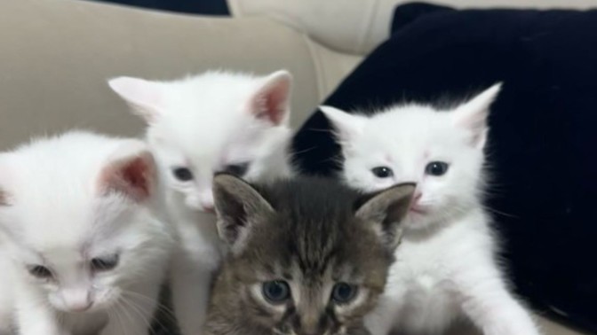 Küçük eve kedi almak kediye kötülük mü olur?