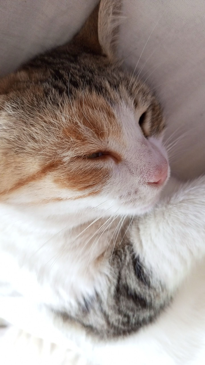 Evcil hayvanınız var mı? Varsa ismi ne 🐈?