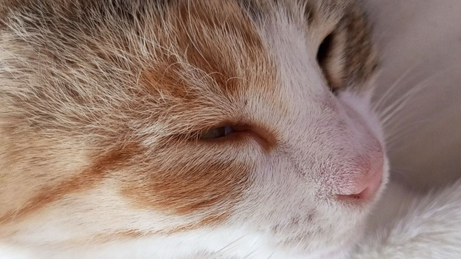 Evcil hayvanınız var mı? Varsa ismi ne 🐈?