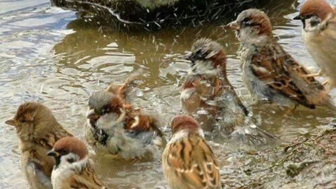 Kuşlar neden bu kadar narin?