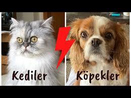Dinen neden kedi temiz köpek pis bunun sebebi nedir?