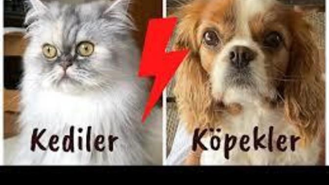 Dinen neden kedi temiz köpek pis bunun sebebi nedir?