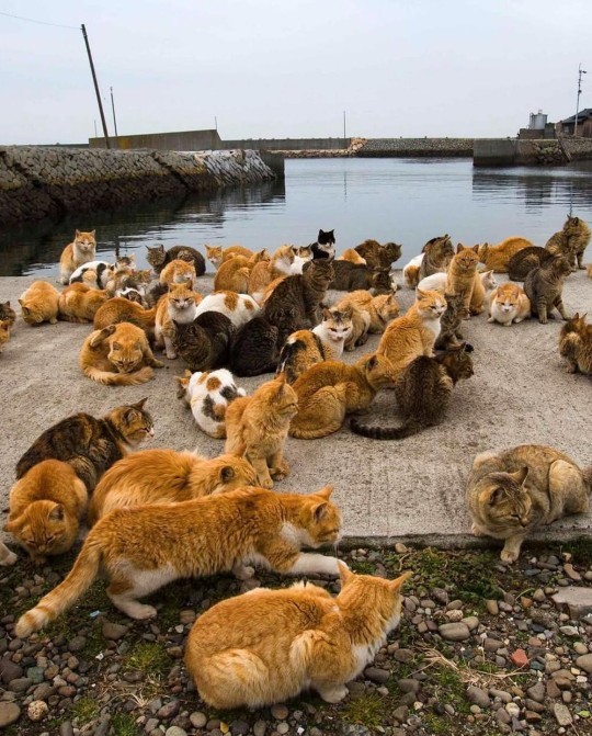 Kedi adasında yaşamak ister miydiniz?