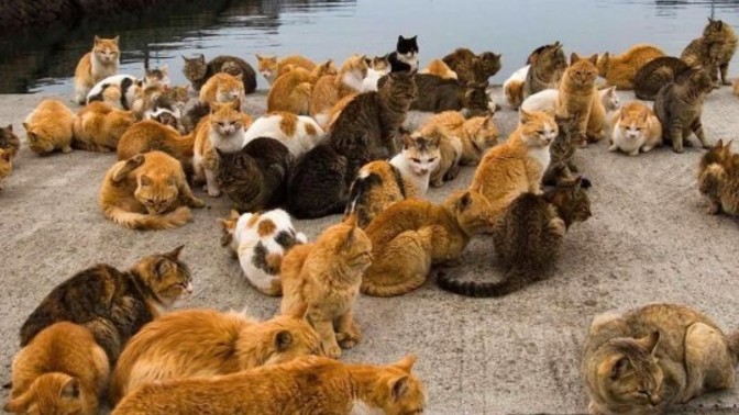 Kedi adasında yaşamak ister miydiniz?