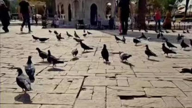 Sokak hayvanlarını besliyor musunuz?