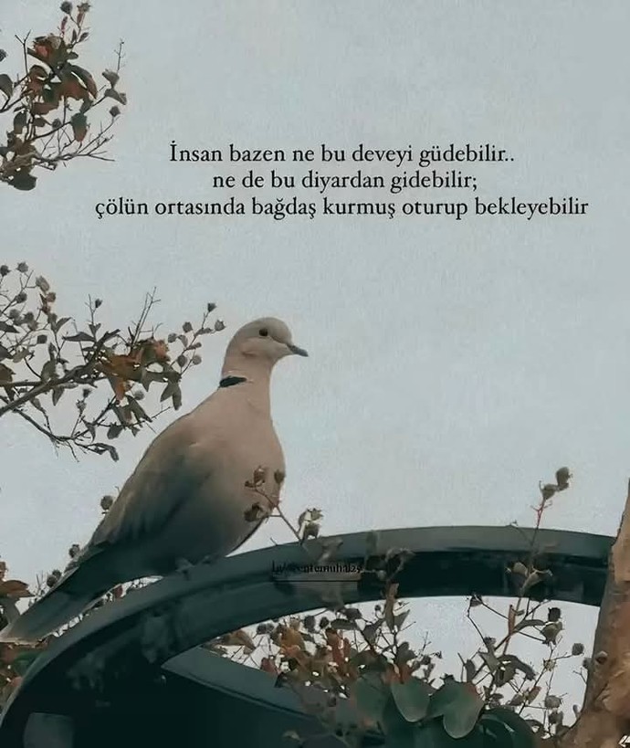 Deveyi güdenildiniz mi?