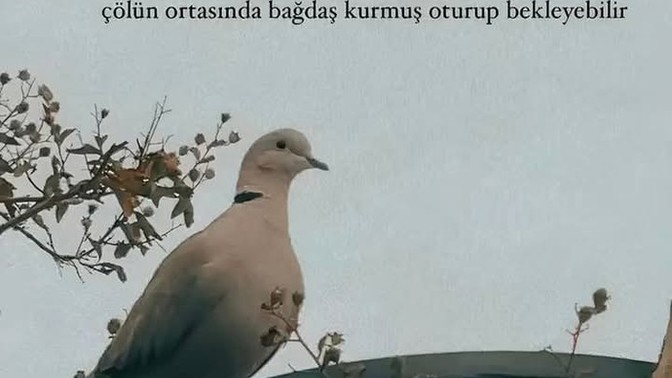 Deveyi güdenildiniz mi?