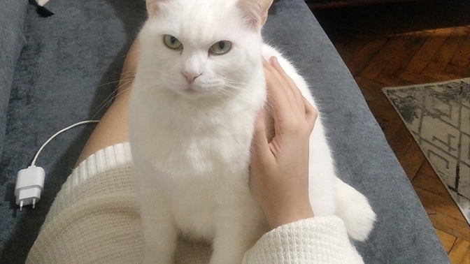 Ben bir kedi olsaydım yine beni severmiydiniz 😆?
