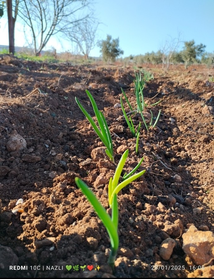 Ben neden hiç büyüyemedim boyumu geçti fidanlarım... 🌱💚